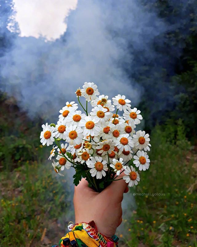 唯美野花小雏菊图片
