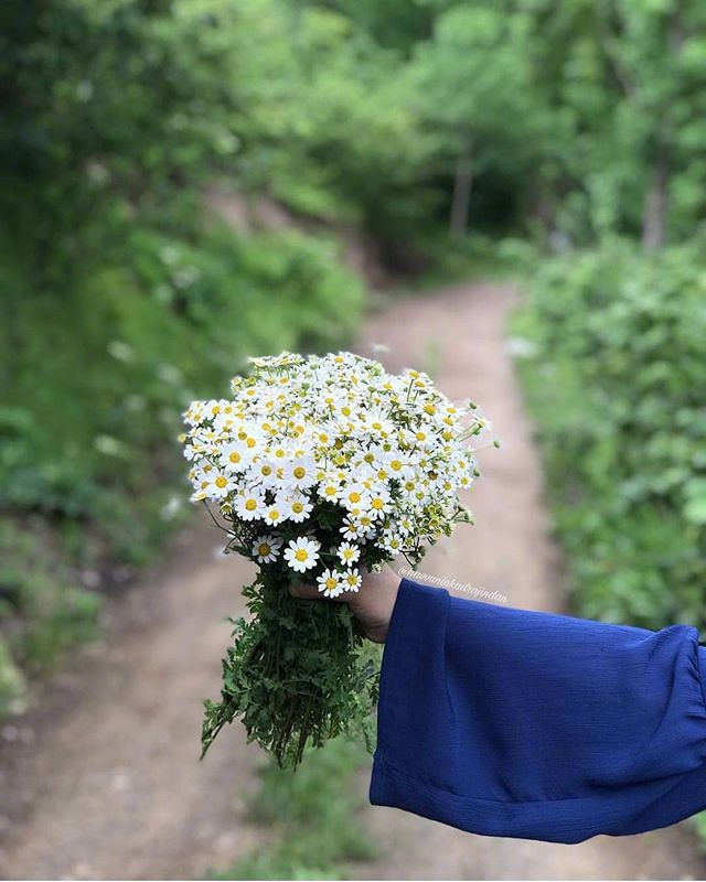 唯美野花小雏菊图片