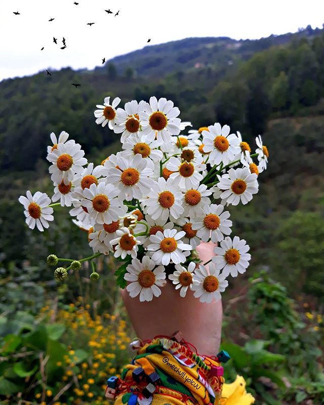 唯美野花小雏菊图片