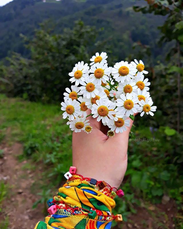 唯美野花小雏菊图片
