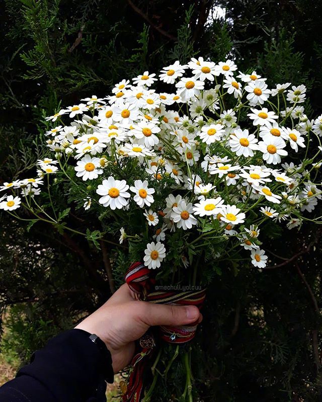 唯美野花小雏菊图片