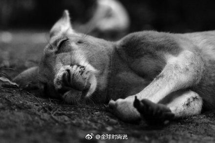萌宠袋鼠睡觉时的丑萌图片