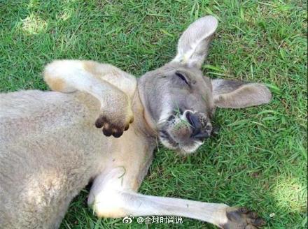 萌宠袋鼠睡觉时的丑萌图片