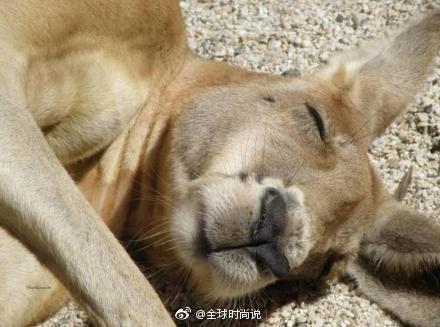 萌宠袋鼠睡觉时的丑萌图片