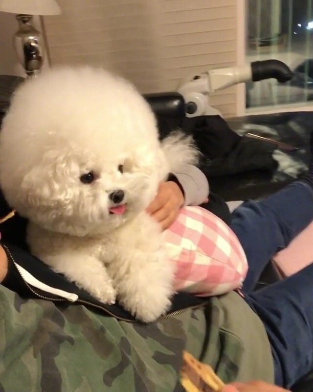 圆滚滚的小比熊图片就像棉花糖一样可爱