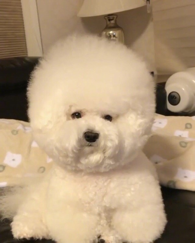 圆滚滚的小比熊图片就像棉花糖一样可爱