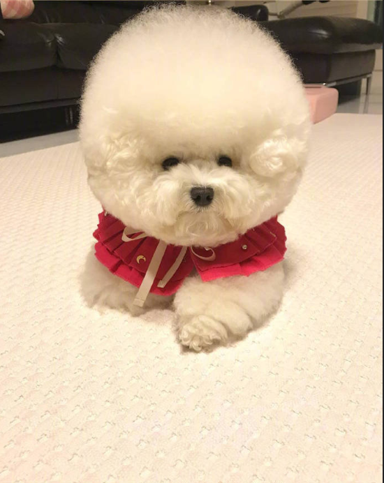 圆滚滚的小比熊图片就像棉花糖一样可爱