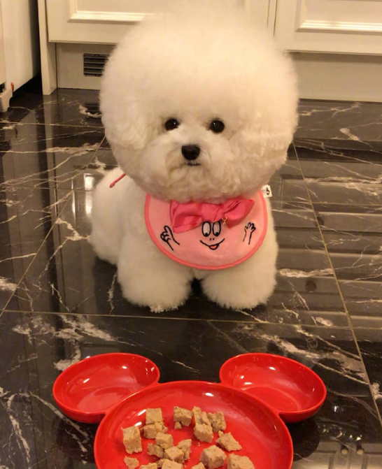 圆滚滚的小比熊图片就像棉花糖一样可爱