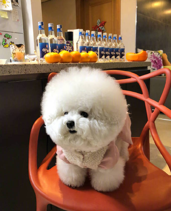 圆滚滚的小比熊图片就像棉花糖一样可爱