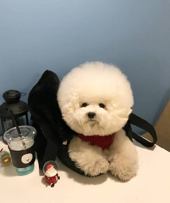 圆滚滚的小比熊图片就像棉花糖一样可爱