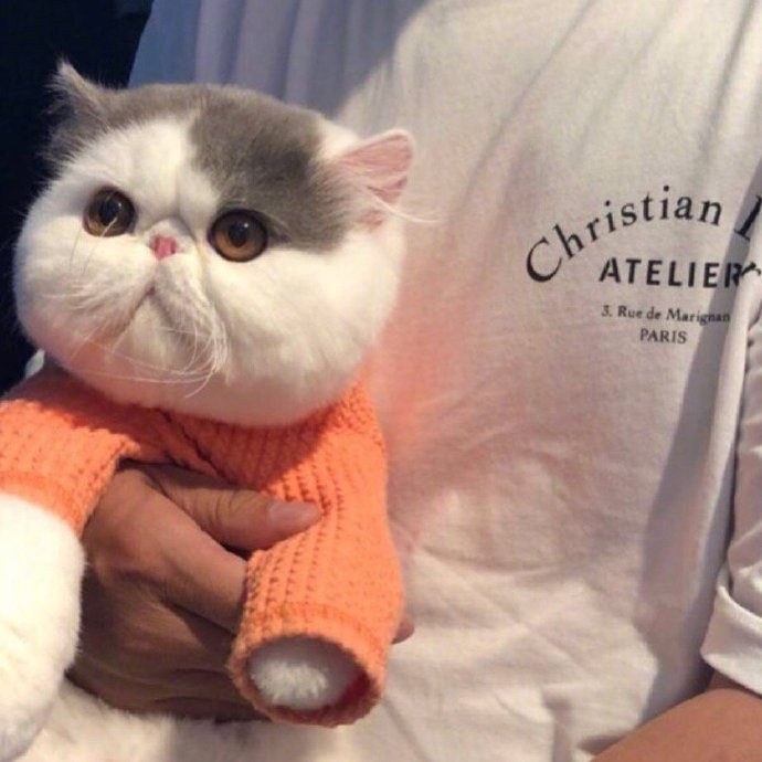 萌宠大脸猫咪图片