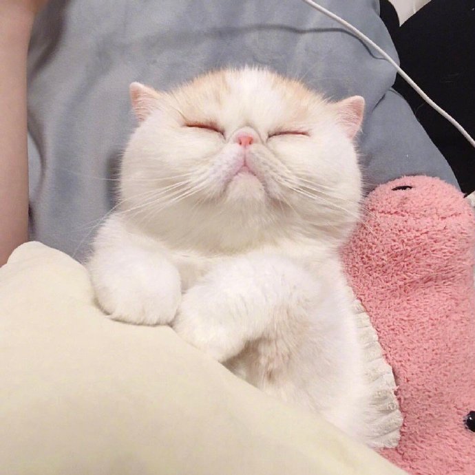 萌宠大脸猫咪图片