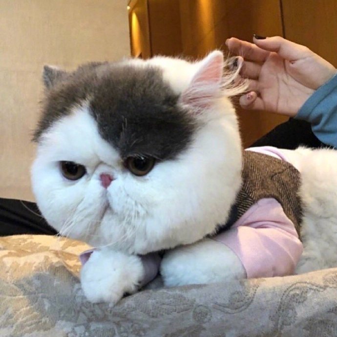 萌宠大脸猫咪图片