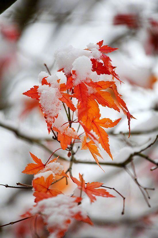 雪染红色枫叶风景图片