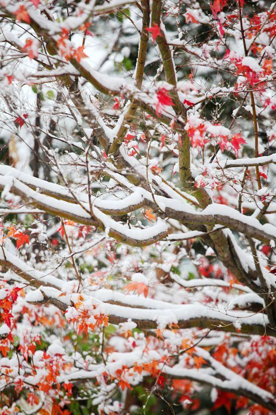雪染红色枫叶风景图片