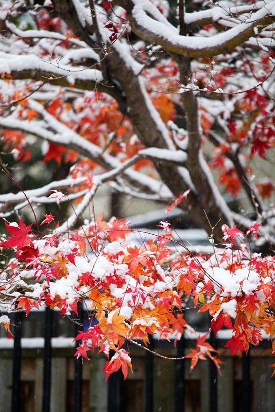 雪染红色枫叶风景图片