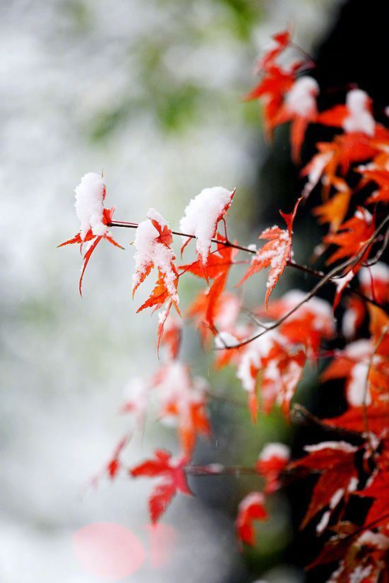 雪染红色枫叶风景图片