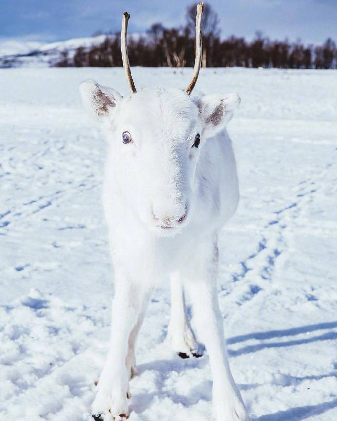 大雪中有趣的动物图片