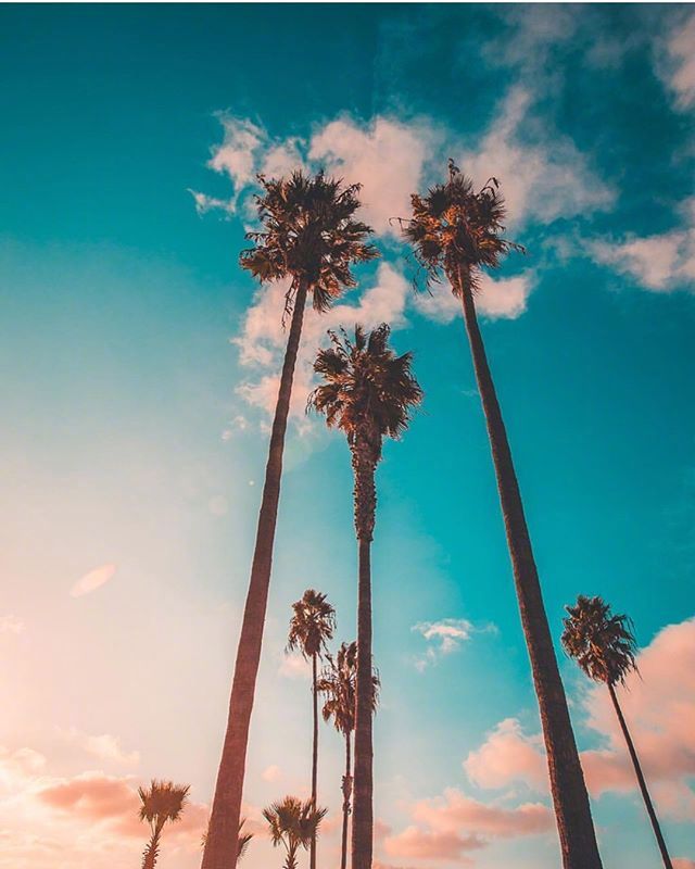 唯美的椰子树与天空图片