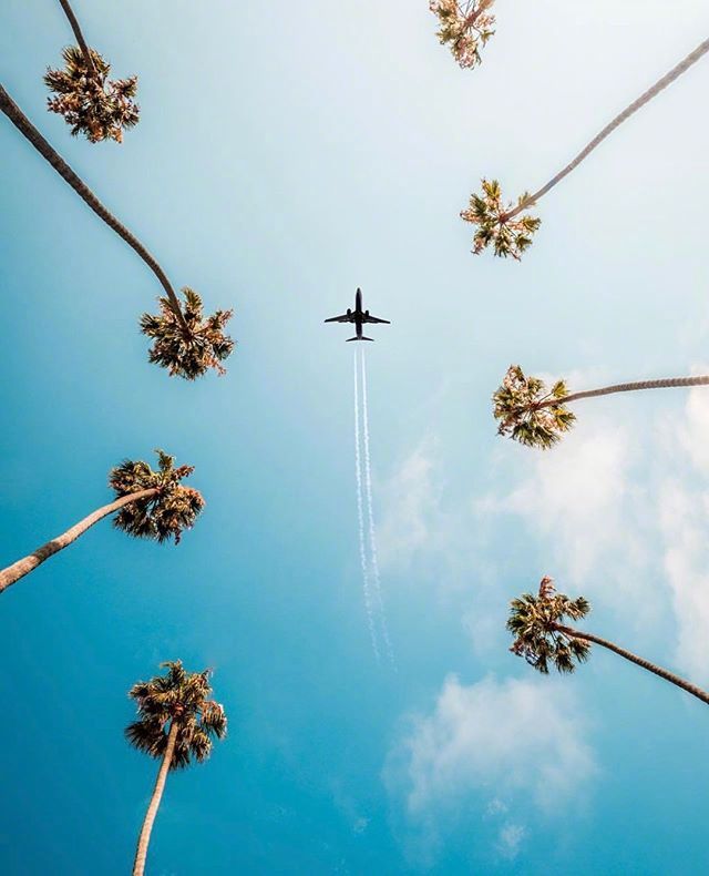 唯美的椰子树与天空图片