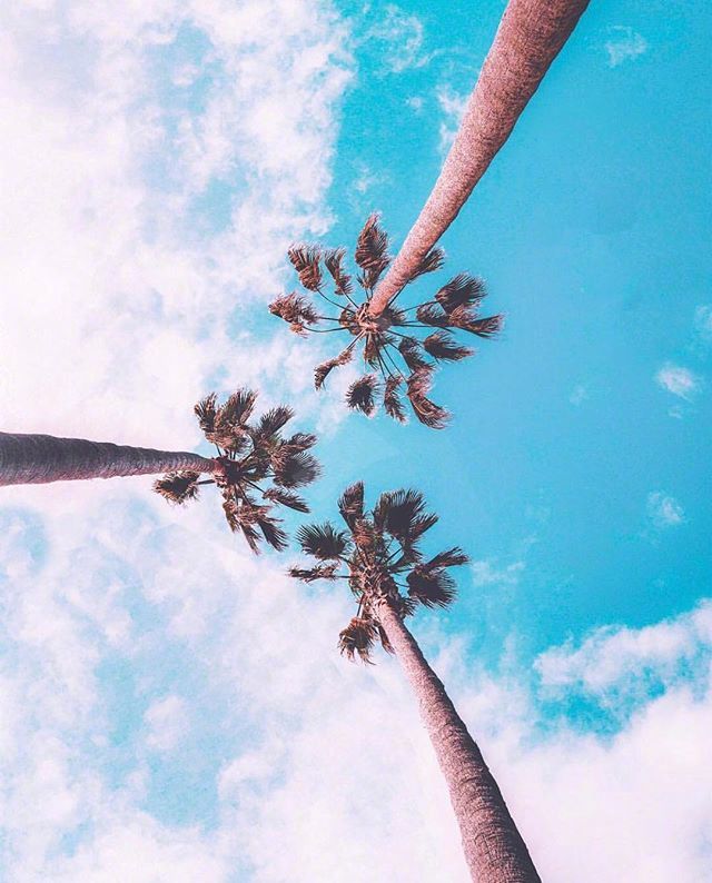 唯美的椰子树与天空图片