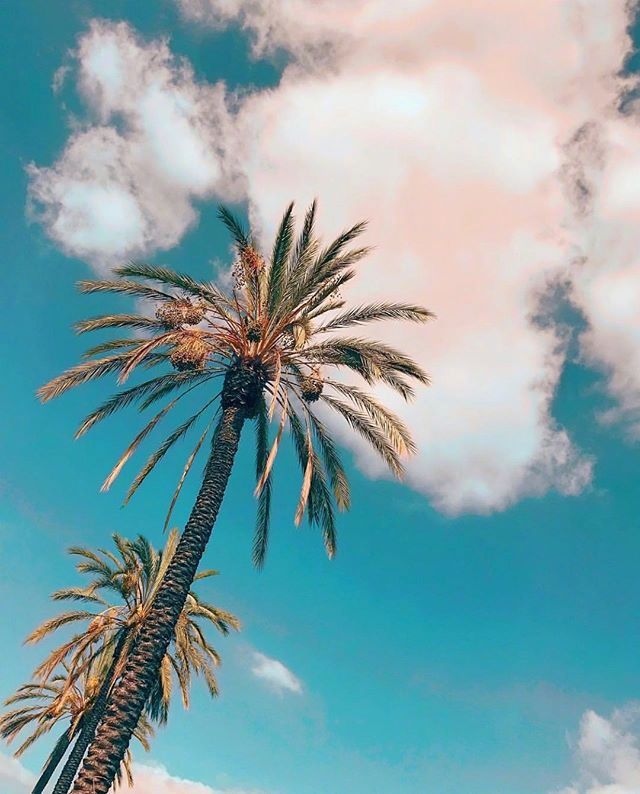 唯美的椰子树与天空图片