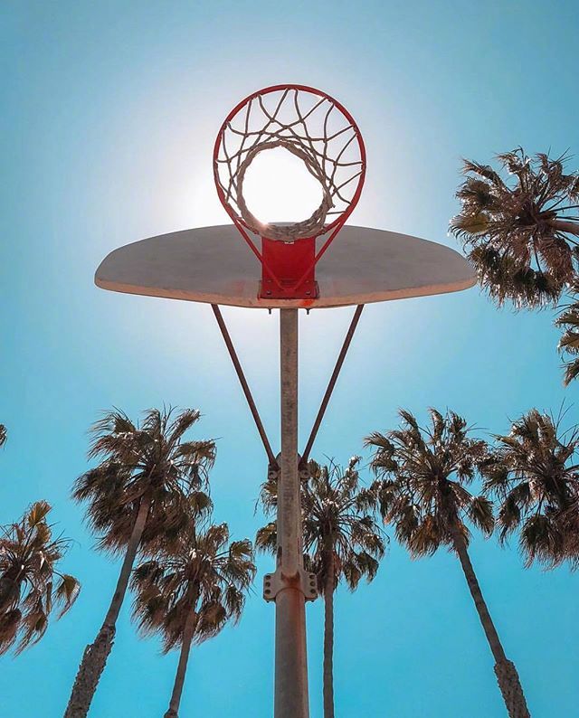 唯美的椰子树与天空图片