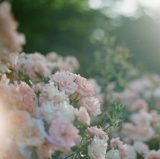 唯美粉色月季花图片