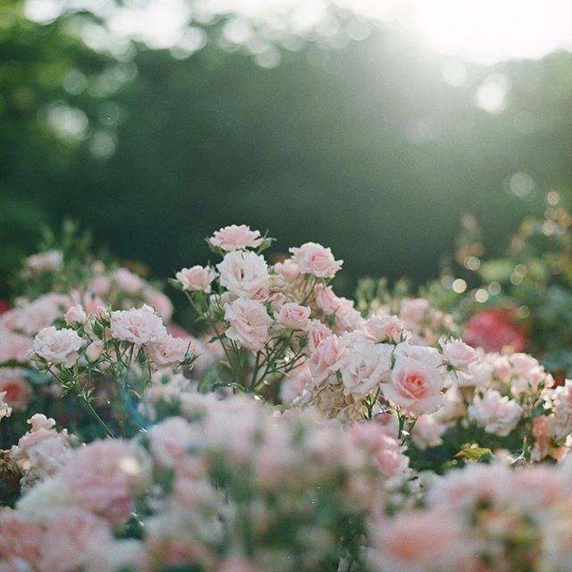 唯美粉色月季花图片