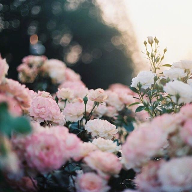 唯美粉色月季花图片