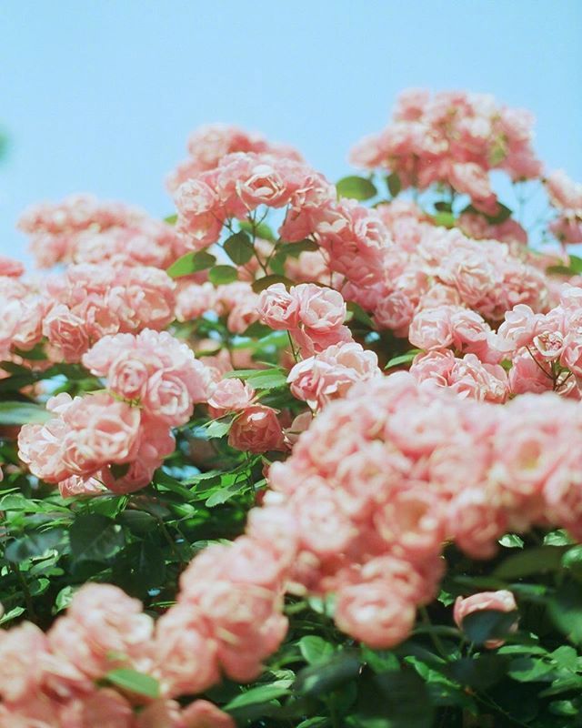 唯美粉色月季花图片