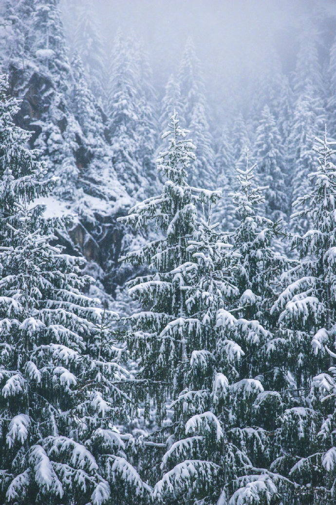 林间大雪风景图片