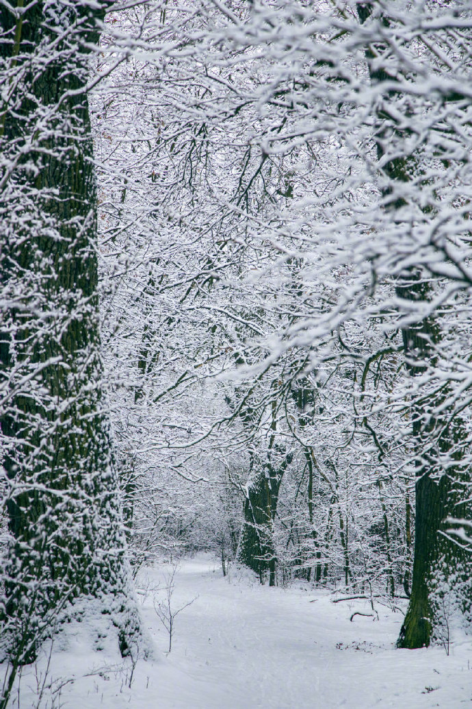 林间大雪风景图片