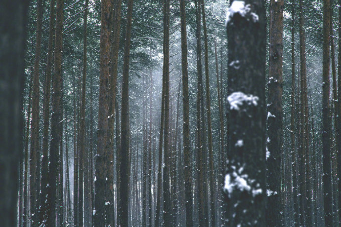 林间大雪风景图片