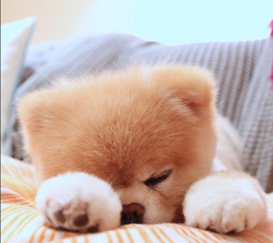 萌宠松狮幼犬可爱图片