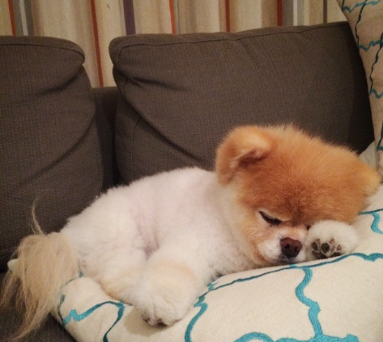 萌宠松狮幼犬可爱图片
