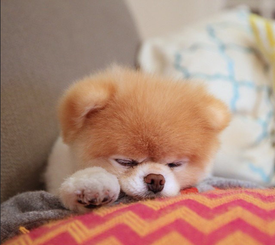 萌宠松狮幼犬可爱图片