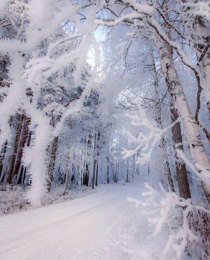 芬兰的雪中世界美景图片
