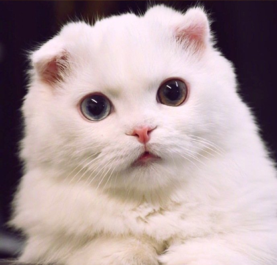 萌宠折耳猫咪图片