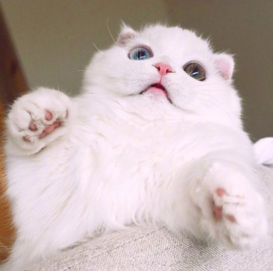 萌宠折耳猫咪图片