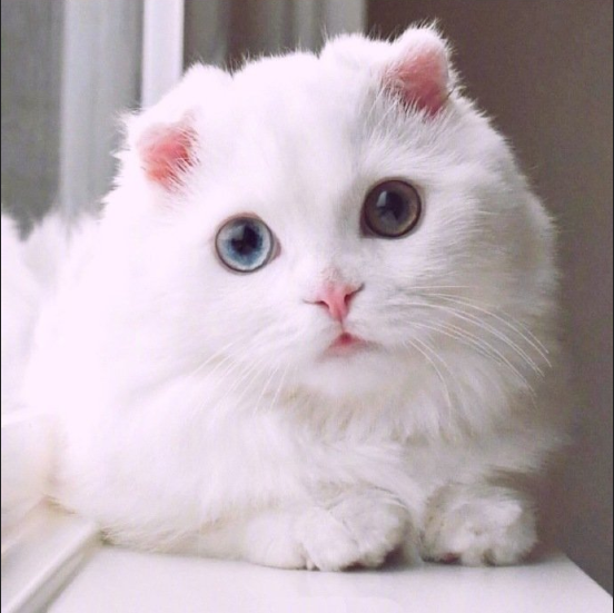 萌宠折耳猫咪图片
