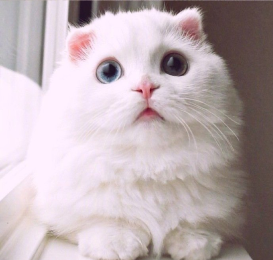 萌宠折耳猫咪图片