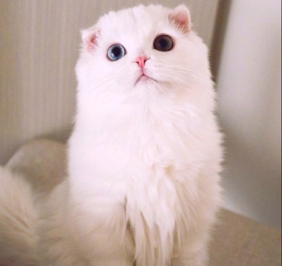 萌宠折耳猫咪图片