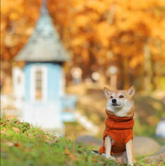 萌宠狗狗图片_柴犬秋季唯美图片