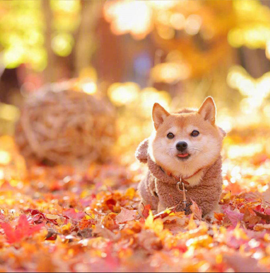 萌宠狗狗图片_柴犬秋季唯美图片