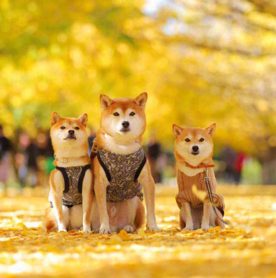 萌宠狗狗图片_柴犬秋季唯美图片