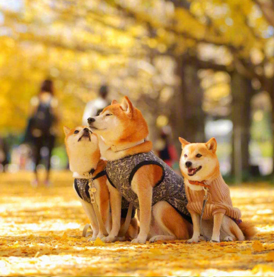 萌宠狗狗图片_柴犬秋季唯美图片