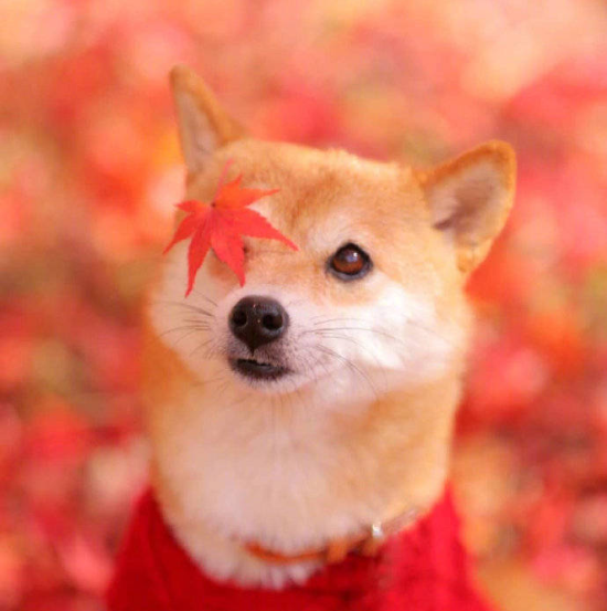 萌宠狗狗图片_柴犬秋季唯美图片