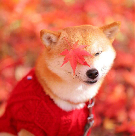 萌宠狗狗图片_柴犬秋季唯美图片