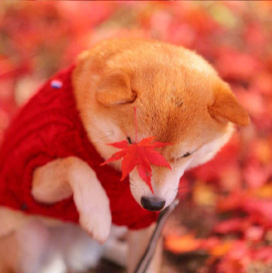萌宠狗狗图片_柴犬秋季唯美图片